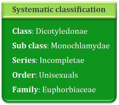 Systematic classification of asteraceae, dicotyledonae, polypetalae, calyciflorae, passiflorales, Cucurbitaceae